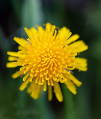 yellow dandelion petals as background