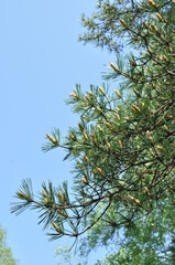 Fototapeta na wymiar Fresh sprout of pine tree close-up. Pine branch against the blue sky.