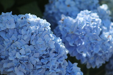 6月の青い紫陽花