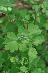 Impatiens (Latin Impátiens). Young green leaves. Flower buds.