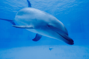 Naklejka premium イルカ