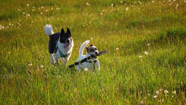 West Siberian Husky, jack russell dogs playing in the park