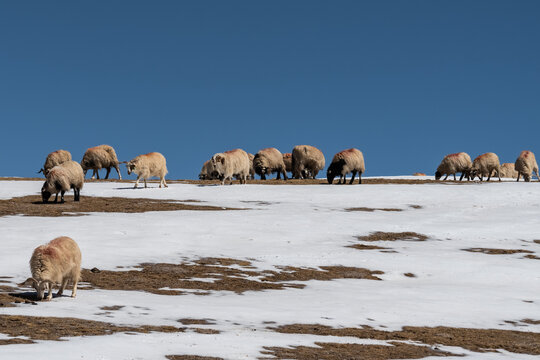 Sheep Flock On Snowy Hillside