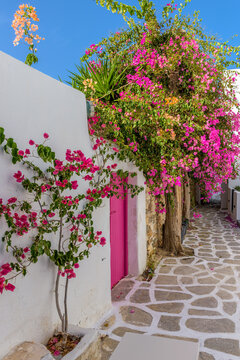 Traditional Cycladitic alley with a  narrow street, whitewashed facade of a house and a blooming bougainvillea in Naousa  Paros island, Greece.