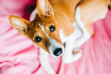 Portrait of basenji puppy dog on fabric background.