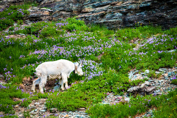 Obraz na płótnie Canvas mountain goat in its natural habitat in Glacier National Park in Montana during summer.