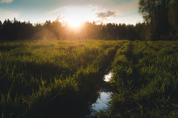 Beautiful summer landscape. Bright sunset with orange sun in a green forest field with green grass