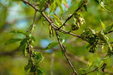 Leaves of a peach tree with red discoloration due to a fungal attack. Branch of a peach tree with leaf curl caused by a fungus. Leaf disease outbreak contact the tree leaves