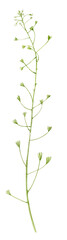 An elegant and delicate sprig of capsella . Grass is painted in watercolor on a white background.
