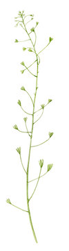 An elegant and delicate sprig of capsella . Grass is painted in watercolor on a white background.