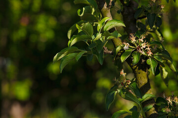 Malinae. pear flowers. blooming tree in the garden. white delicate flowers and green young leaves. Springtide. Branches of flowering pears background. close-up. pear in the forest