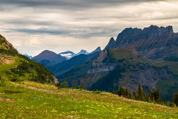 summer alpine meadow high up in Logan Pass with the jagged mountain peaks on the background as...