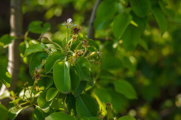 Malinae. pear flowers. blooming tree in the garden. white delicate flowers and green young leaves. Springtide. Branches of flowering pears background. Pear in the forest
