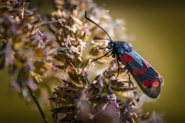 Zygène sur fleur - Tarn - Occitanie - France
