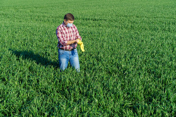 Naklejka na ściany i meble a man as a farmer poses in a field, dressed in a plaid shirt and jeans, protective face mask and rubber gloves, checks and inspects young sprouts crops of wheat, barley or rye, or other cereals