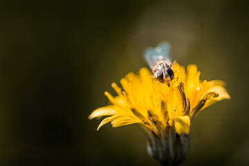 Insecte sur fleur - Tarn - Occitanie - France