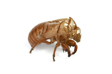 Chrysalide de cigale après la mue