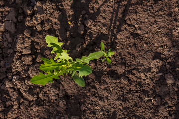 Fresh green grasses weed on ground in garden as background. Space for text. Top view. Copy space