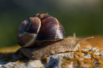 Giant snail on a stone surface