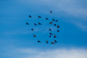 A pigeon flies in the sky. A flying bird against the blue sky, a blue dove spread its wings.
