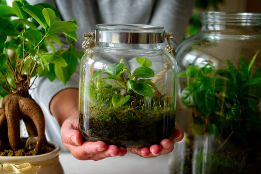 Presenting a small forest in a jar,