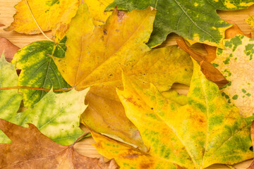 Autumn leaf close-up on wooden background. rich color background