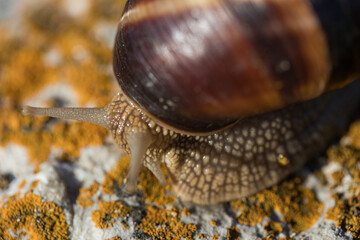 Giant snail on a stone surface