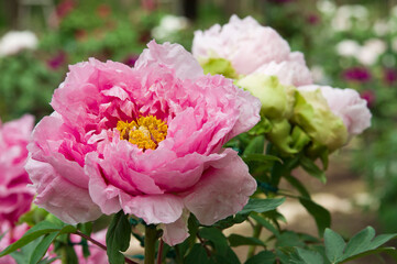 The name of this peony is Hanakisoi.
Scientific name is Paeonia suffruticosa.