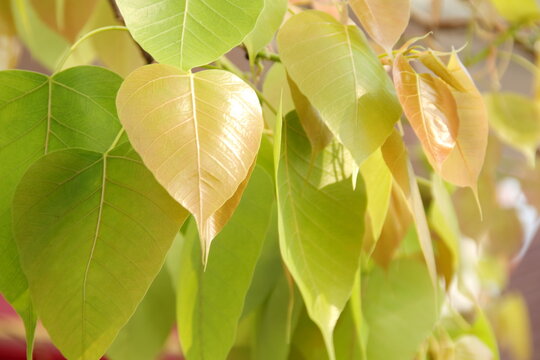Young leaf of Sacred tree on branch, another name is Sacred fig, Peepal tree, Bo tree, Bodhi tree, Peepal of India, Pipal of India. Peepul of India.