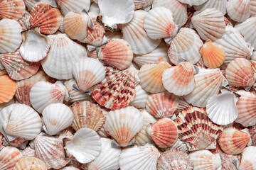 A shell pattern. Flat lay on the seabed. Text background