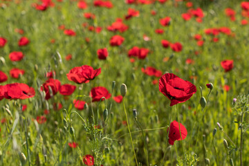 Fototapeta na wymiar Poppy field