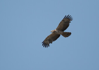 Honey Buzzard in flight at Jasra, Bahrain