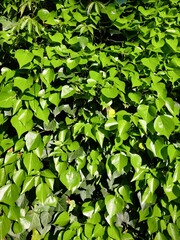 green leaves background