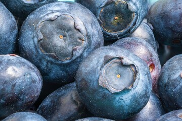 Borówka amerykańska makro focus stacking. Bardzo wysoka rozdzielczość