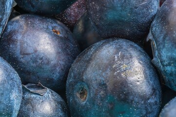 Borówka amerykańska makro focus stacking. Bardzo wysoka rozdzielczość © Michal45