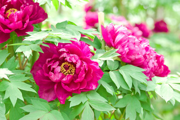 The name of this peony is Shimadaijin. Scientific name is Paeonia suffruticosa. © www555www
