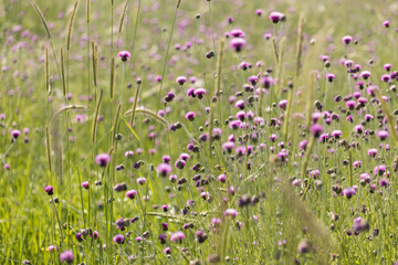 Naklejka premium Wild field's flowers