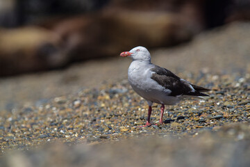 Sea gull with sea lions in the background, Patagonia , Argentina.