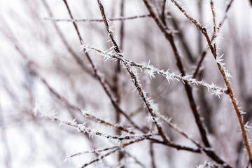 Whinter river in snow, branch in hoar