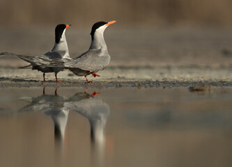A pair of White-cheeked Tern courtship display at Asker marsh, Bahrain