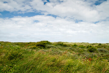 Wild plants in coastal dunes