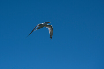 Obraz premium Sandwich Tern in flight, Patagonia Argentina.