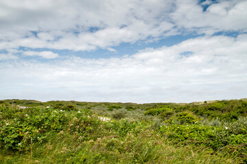 Wild plants in coastal dunes