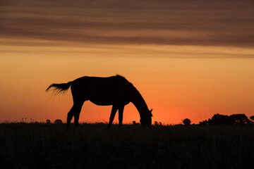 Fototapeta na wymiar Horse silhouette at sunset, in the coutryside, La Pampa, Argentina.