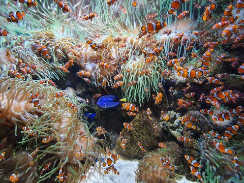 School of Anemone fish, clown fish,