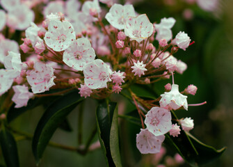 Mountain Flowers