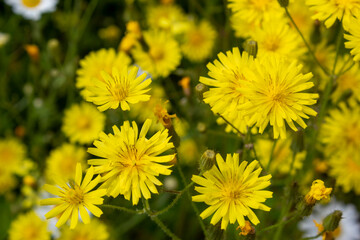 In the foreground, yellow dandelions bloom on the lawn