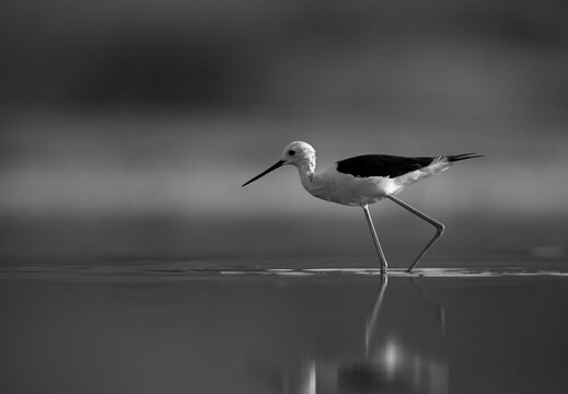 Neoaves Bilder Durchsuchen 1,161 Archivfotos, und