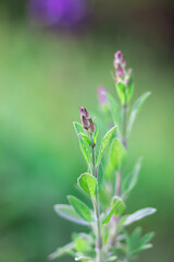 Blossoming sage on the bed. Sage during flowering in a natural environment