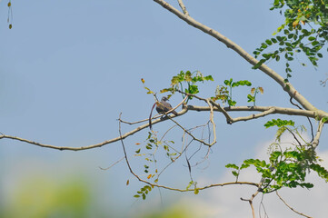 pigeon on the tree ,Senna siamea